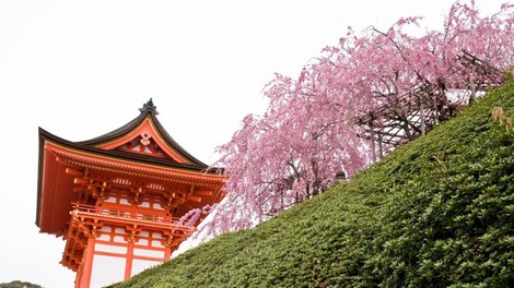 Japonska: V pričakovanju čarobnega cvetenja češenj