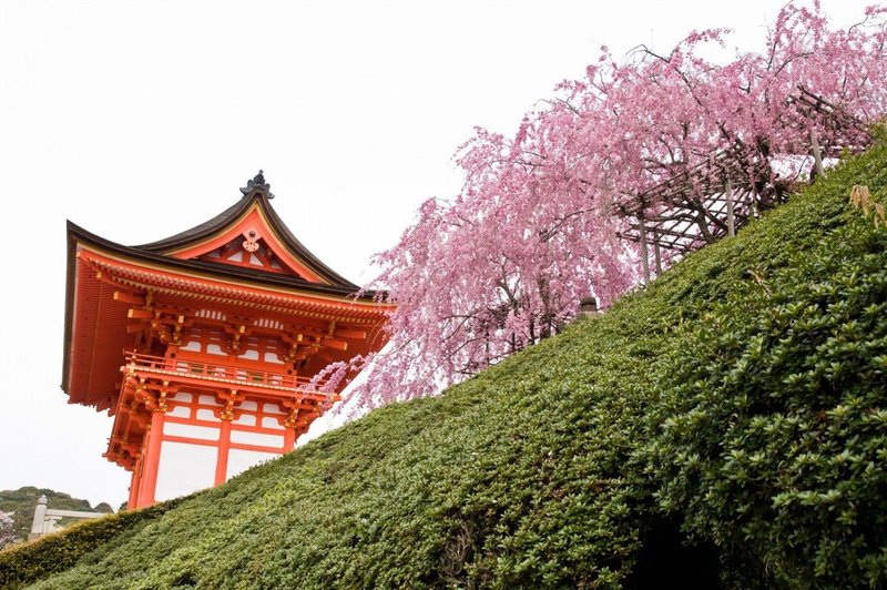 Japonska: V pričakovanju čarobnega cvetenja češenj (foto: Profimedia)