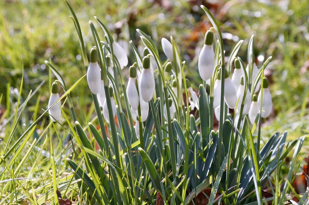 V Veliki Britaniji rekordno topel februarski dan (foto: Profimedia)