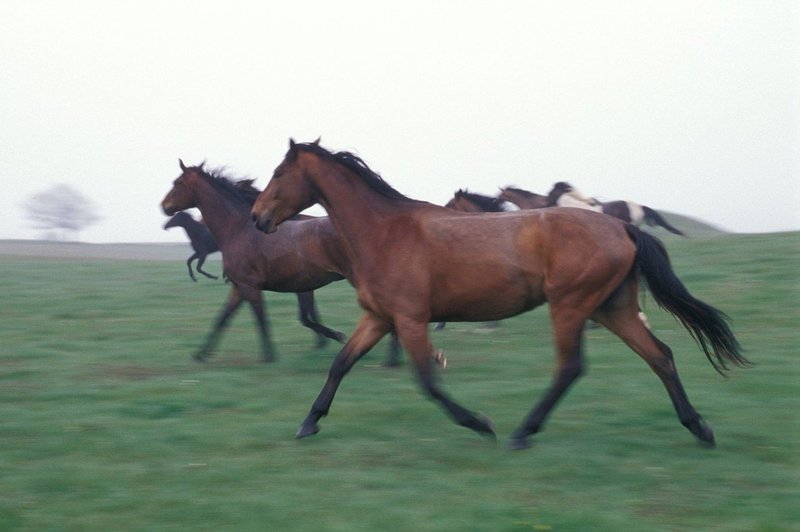 Razlaga sanj: Konj je znamenje človekove zmožnosti, da ukroti naravo! (foto: profimedia)