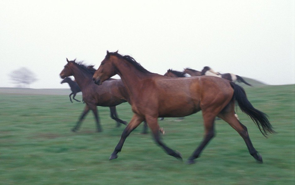 Razlaga sanj: Konj je znamenje človekove zmožnosti, da ukroti naravo! (foto: profimedia)