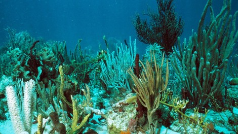 V primeru okoljskih motenj korale okrevajo najmanj 9 let