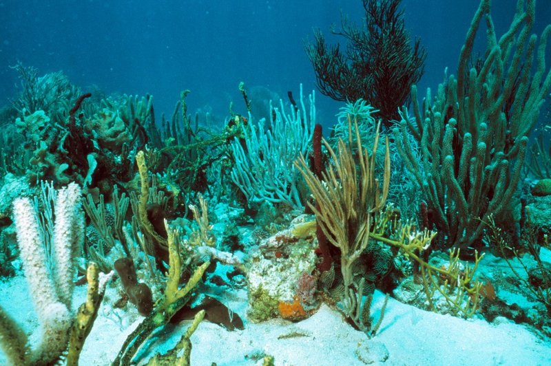 V primeru okoljskih motenj korale okrevajo najmanj 9 let (foto: Profimedia)