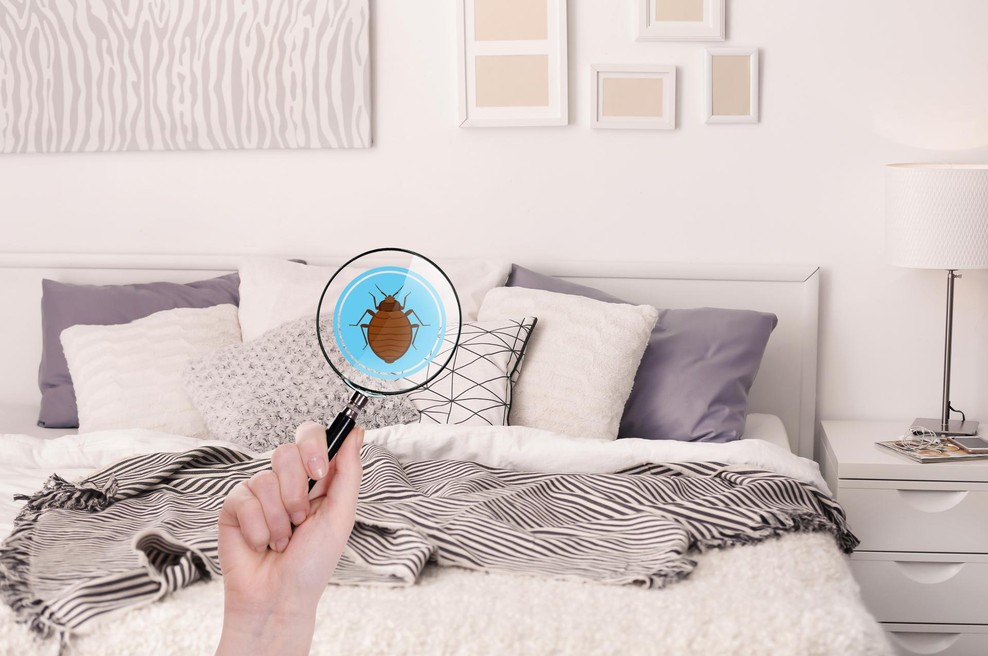 Napovejte boj nepovabljenim insektom! (foto: SHUTTERSTOCK)