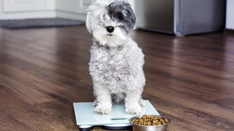 Psi s hrano pridobivajo pomemben vir energije: maščobe oziroma trigliceride
