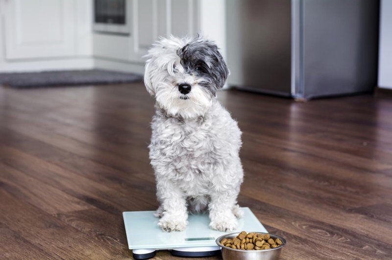 Psi s hrano pridobivajo pomemben vir energije: maščobe oziroma trigliceride (foto: SHUTTERSTOCK)
