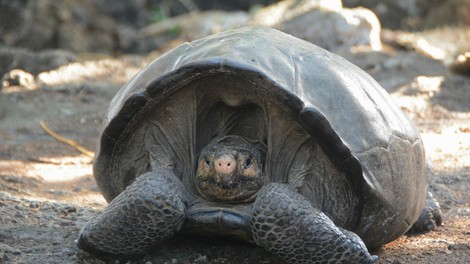 Lepa novica z Galapagosa: Odkrili vrsto želve, ki je 100 let veljala za izumrlo!