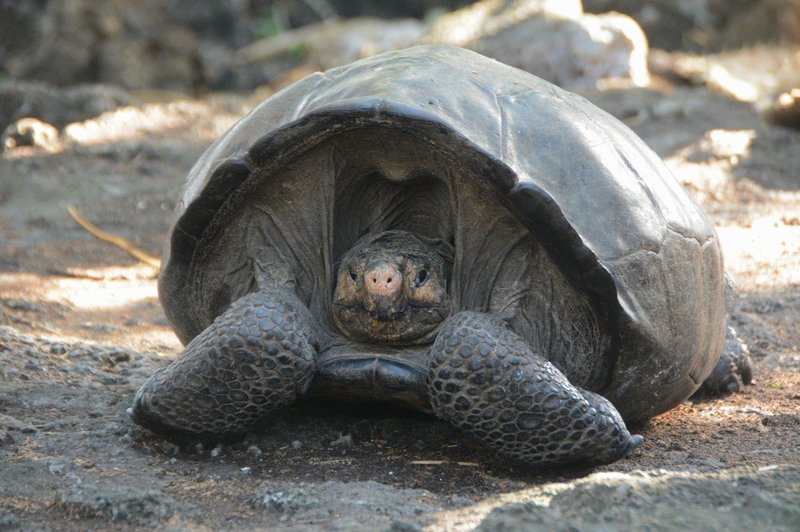 Lepa novica z Galapagosa: Odkrili vrsto želve, ki je 100 let veljala za izumrlo! (foto: Profimedia)