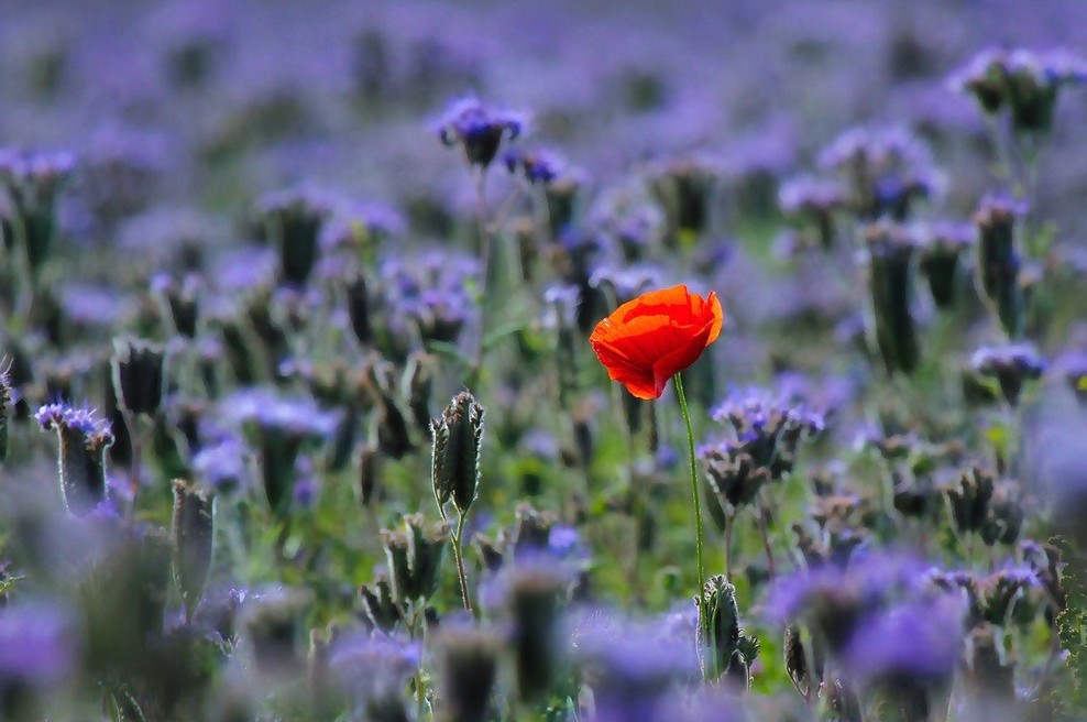 Se pogosto počutite sami in nerazumljeni? (foto: profimedia)