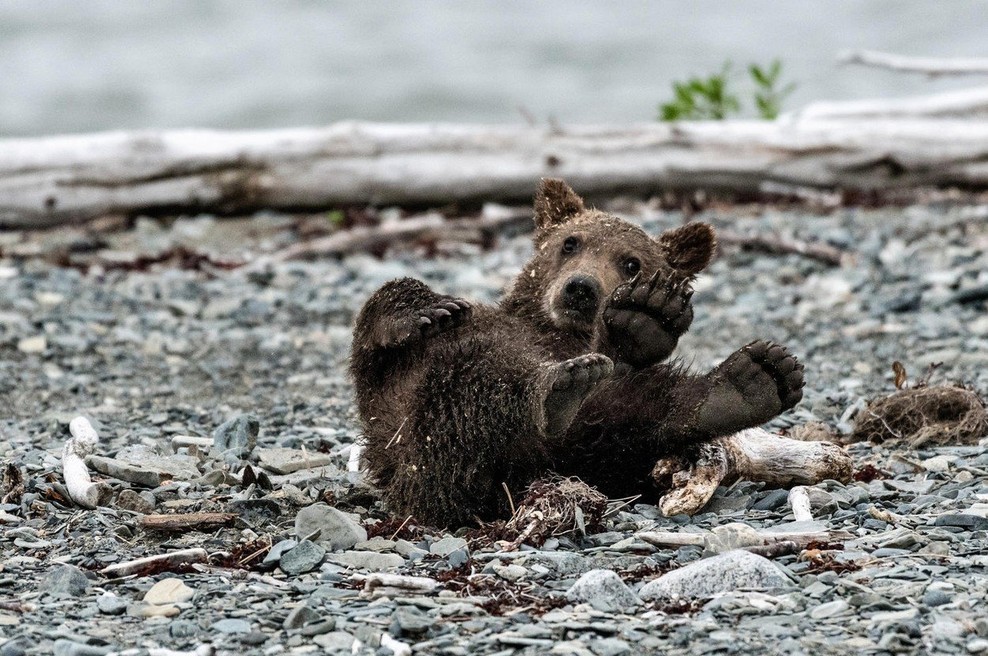 Na Hrvaškem rešili zapuščenega medvedjega mladička! (foto: profimedia)
