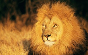 Razlaga sanj: Lev je znamenje moči in poguma!