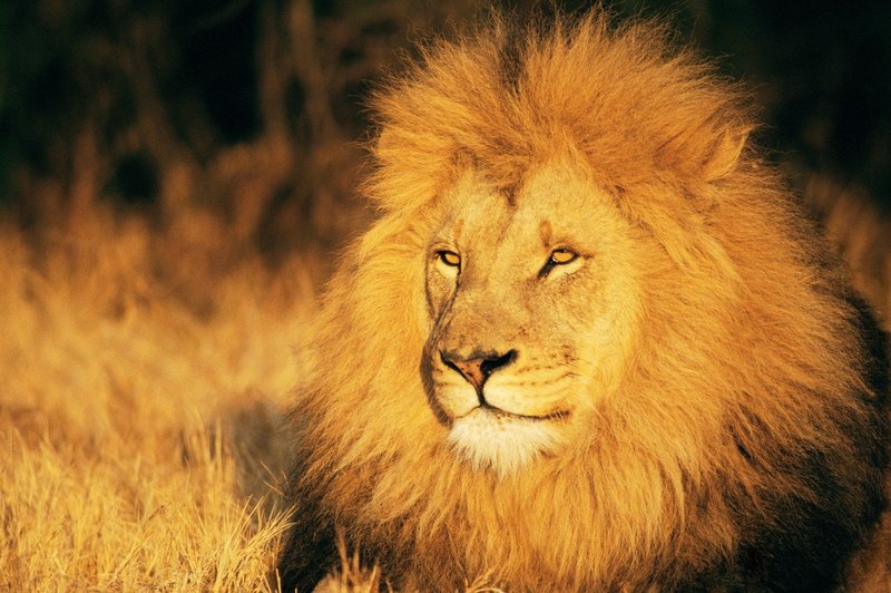 Razlaga sanj: Lev je znamenje moči in poguma! (foto: profimedia)