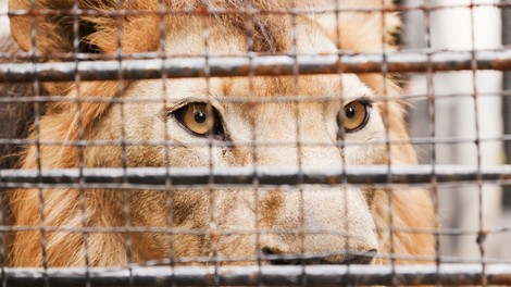Čeha ubil lasten lev, ki ga je imel zaprtega v kletki ob hiši