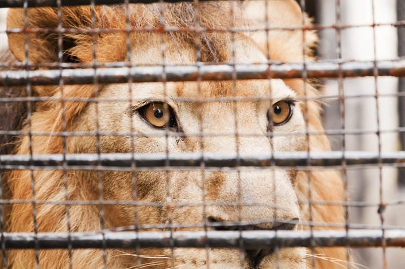 Čeha ubil lasten lev, ki ga je imel zaprtega v kletki ob hiši (foto: profimedia)