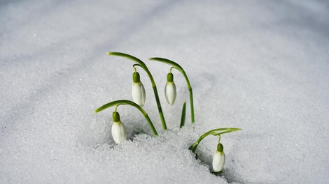 Vreme v Sloveniji: Sneg ponekod do nižin!