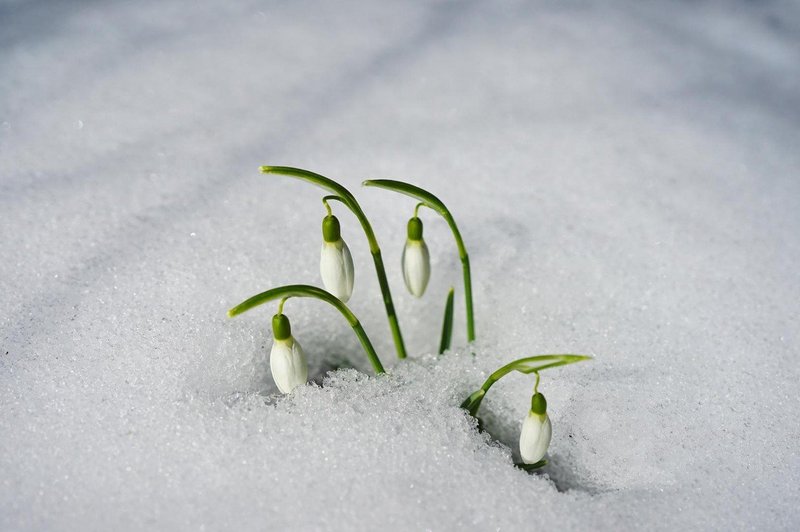Vreme v Sloveniji: Sneg ponekod do nižin! (foto: profimedia)