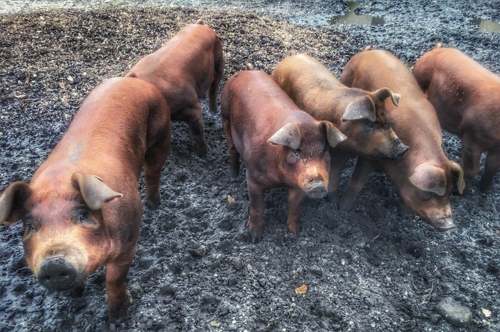 V ZDA je znanstvenikom uspelo delno oživiti možgane poginulih prašičev (foto: Profimedia)