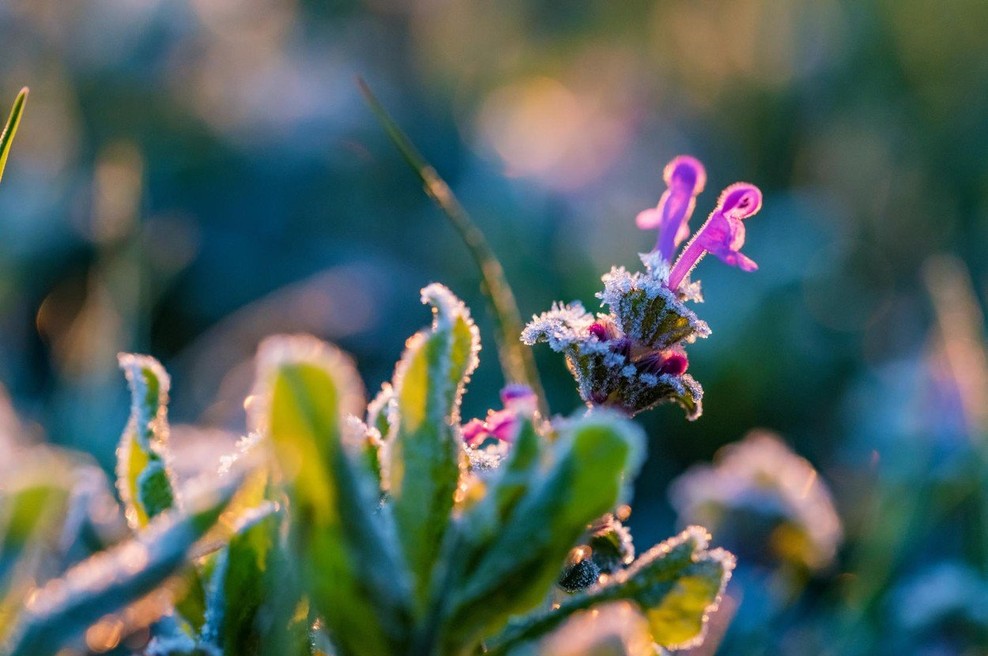 Zbudili smo se v hladno majsko jutro s temperaturami blizu ledišča (foto: Profimedia)