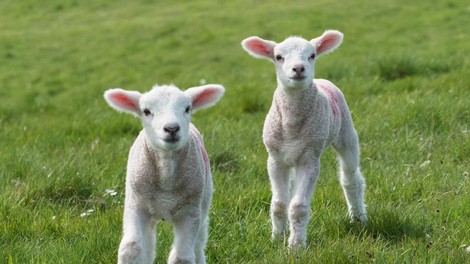 Francija: V znak protesta kmet v šolo vpisal 15 ovc!