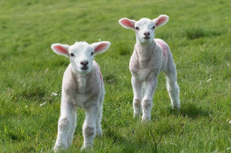 Francija: V znak protesta kmet v šolo vpisal 15 ovc! (foto: profimedia)