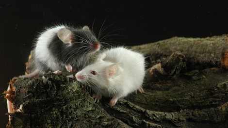 NIJZ: Porast mišje mrzlice v Sloveniji