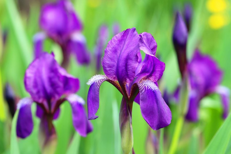 Nina Kasandra Klun: Iris ali perunika (foto: Shutterstock)