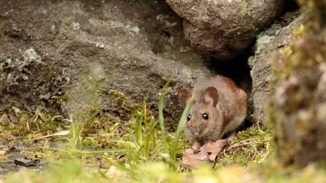 Za mišjo mrzlico v Sloveniji letos zbolelo 94 oseb
