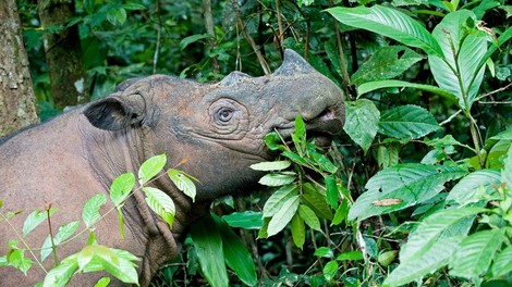 Poginil je še zadnji samec sumatrskega nosoroga v Maleziji