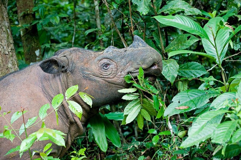Poginil je še zadnji samec sumatrskega nosoroga v Maleziji (foto: profimedia)