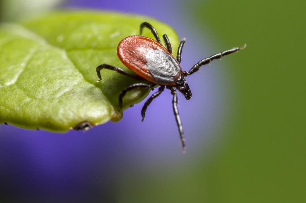 Kako ravnati, ko imate opravka s klopom? Preverite! (foto: Shutterstock)