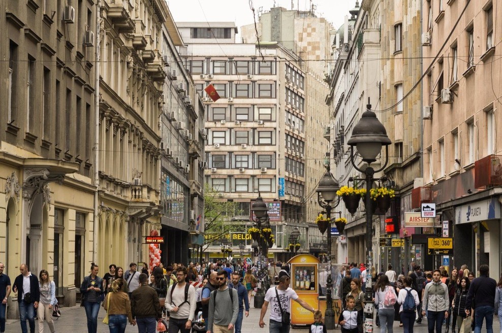 V Novi Beograd zašlo krdelo divjih svinj (foto: profimedia)