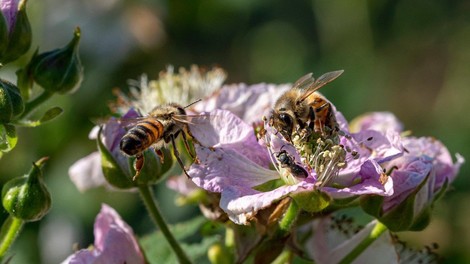 Zaradi prevrnjenega tovornjaka v ZDA pobegnilo 133 milijonov čebel