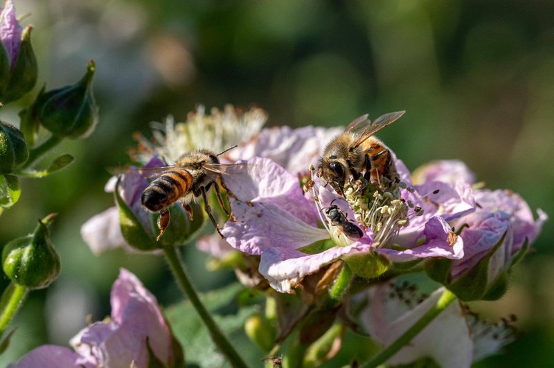Zaradi prevrnjenega tovornjaka v ZDA pobegnilo 133 milijonov čebel (foto: profimedia)