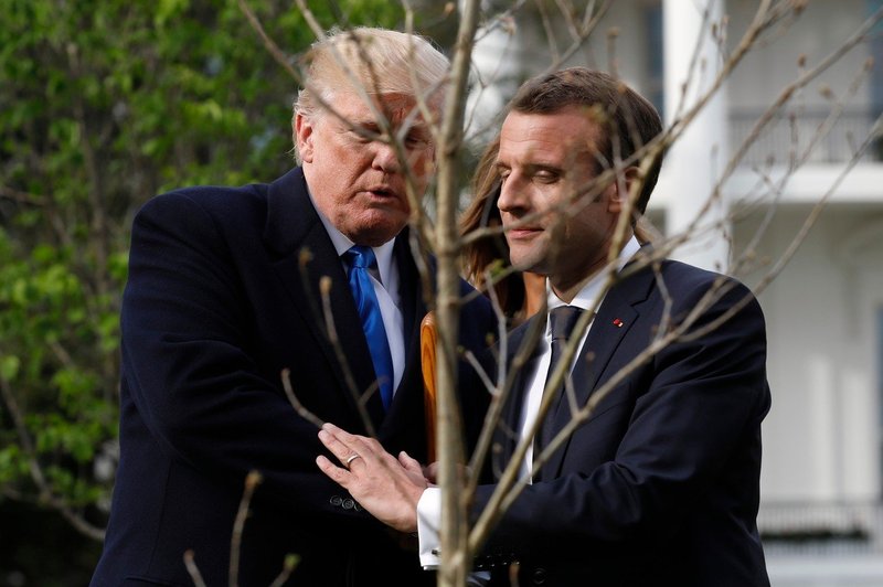 Macron bo Trumpu brez večje drame pač podaril novo drevo (foto: profimedia)