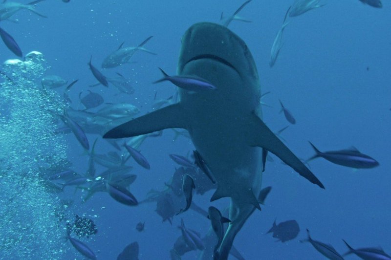 V južni Dalmaciji že nekajkrat opazili morskega psa (foto: profimedia)