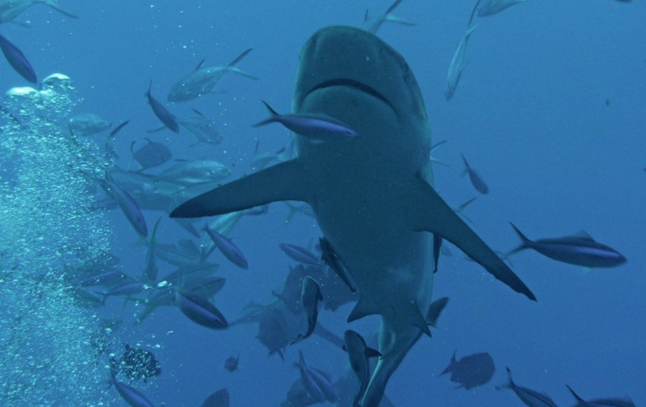 V južni Dalmaciji že nekajkrat opazili morskega psa (foto: profimedia)