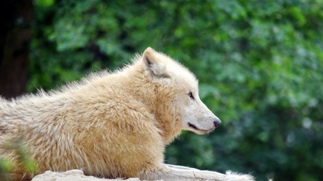 V Sibiriji so našli skoraj nedotaknjeno 32.000 let staro glavo volka