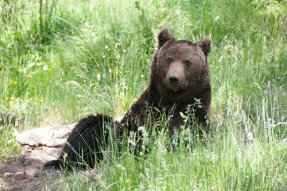 Vrh nad Želimljami: Medvedka napadla starejšo žensko (foto: profimedia)