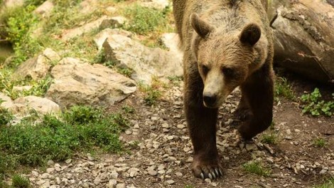Odstrel medvedke z mladiči preprečujejo tudi aktivisti