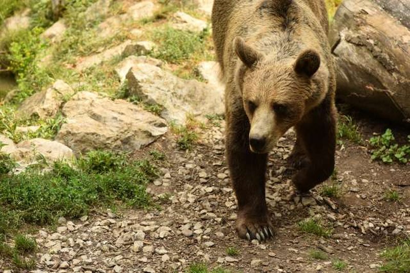Odstrel medvedke z mladiči preprečujejo tudi aktivisti (foto: Tamino Petelinšek/STA)