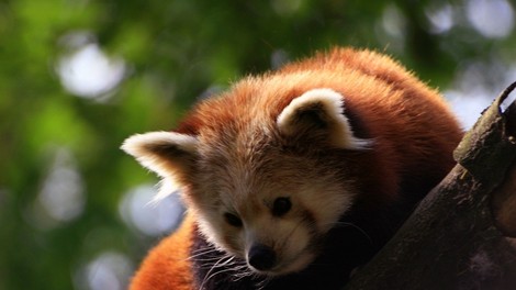 Halle: V živalskem vrtu je na svet prišel prvi lisičji panda