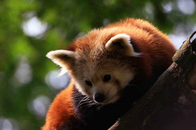 Halle: V živalskem vrtu je na svet prišel prvi lisičji panda (foto: profimedia)
