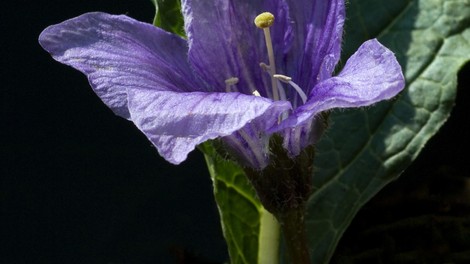 Mandragora - mogočna čarovniška rastlina