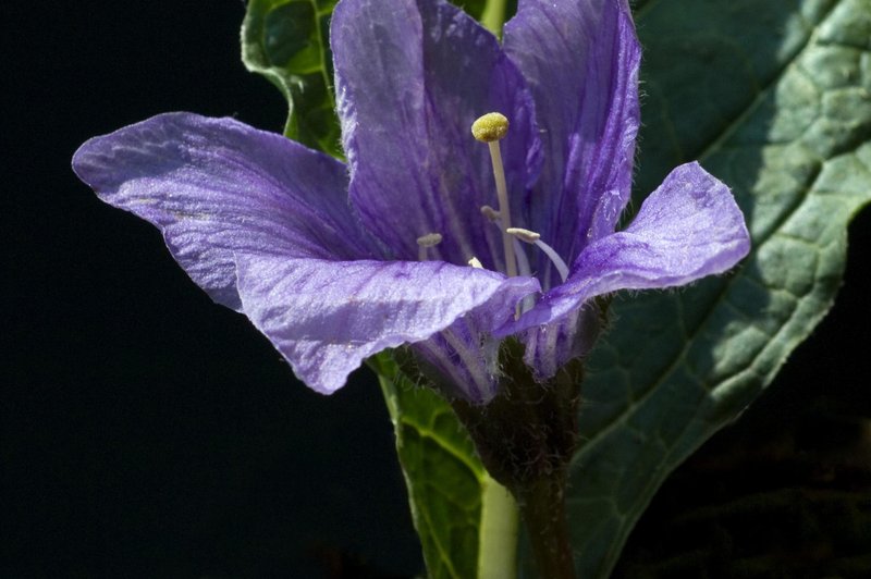 Mandragora - mogočna čarovniška rastlina (foto: Shutterstock)