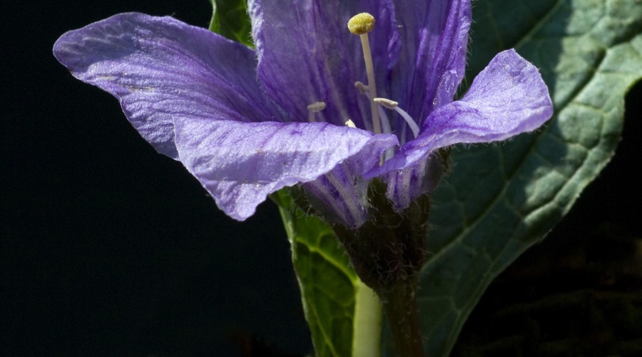 Mandragora - mogočna čarovniška rastlina (foto: Shutterstock)