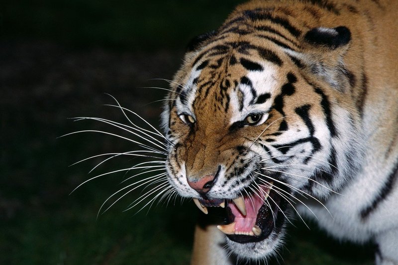 Tigri v cirkusu Orfei napadli in pokončali dreserja (foto: profimedia)