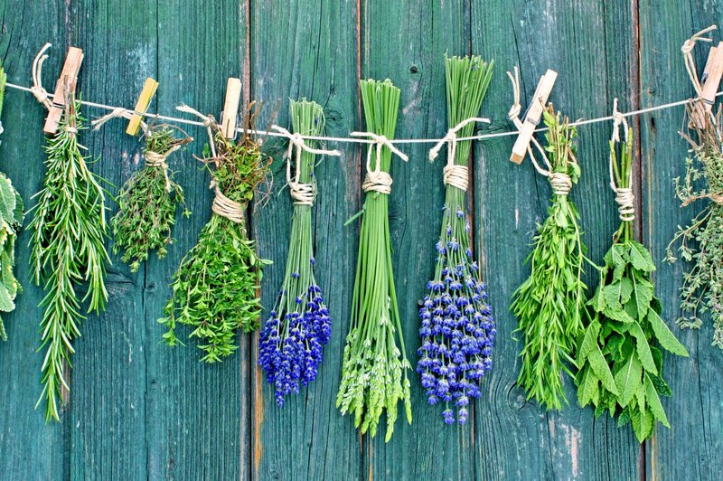 Katere rastline nam najbolj pomagajo pri poletnih ritualih? (foto: Shutterstock)