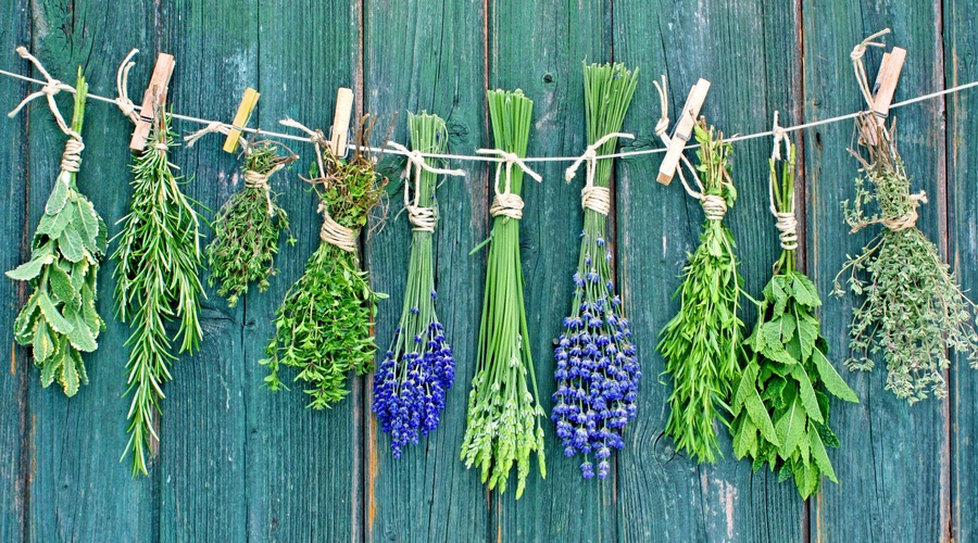 Katere rastline nam najbolj pomagajo pri poletnih ritualih? (foto: Shutterstock)
