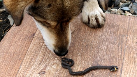 Najpogostejše žrtve kačjih ugrizov so radovedni psi