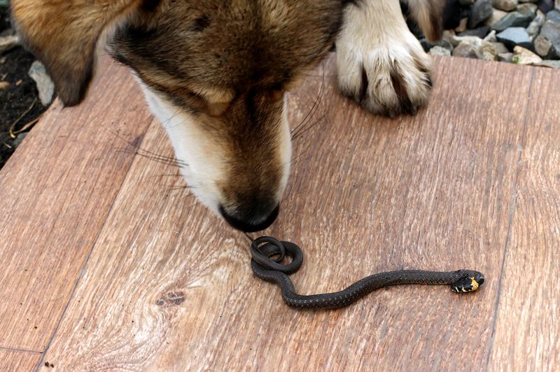 Najpogostejše žrtve kačjih ugrizov so radovedni psi (foto: Shutterstock)